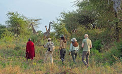 Silent walking safaris, like this one offered by Chem Chem, invite guests to connect with the bush on a more primal level. The Chem Chem safari is led by a Masai guide.