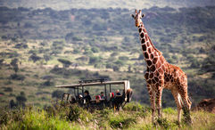 A giraffe on a game drive in Lewa Wildlife Conservancy, Kenya.