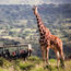 African Travel Inc. offers advisors a chance to win a free safari