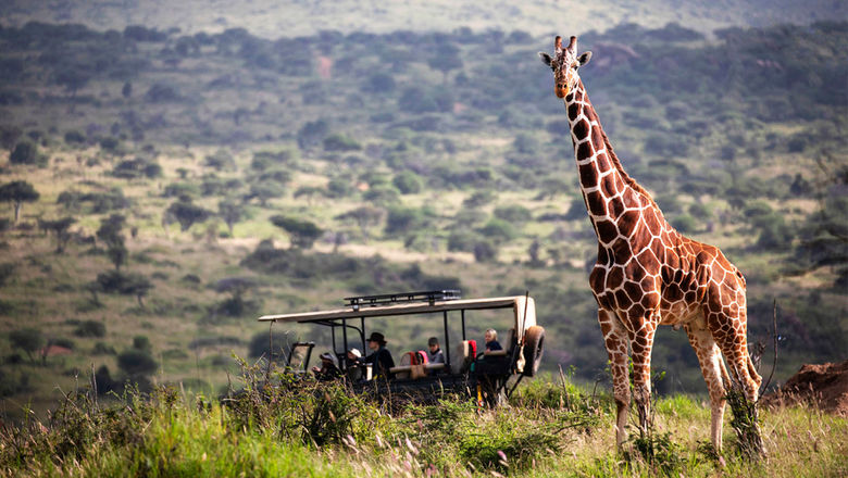 A giraffe on a game drive in Lewa Wildlife Conservancy, Kenya.