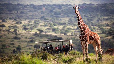 A giraffe on a game drive in Lewa Wildlife Conservancy, Kenya.