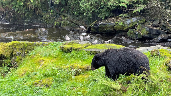 An Alaska black bear approaching a stream at the Neet’s Bay Hatchery north of Ketchikan.