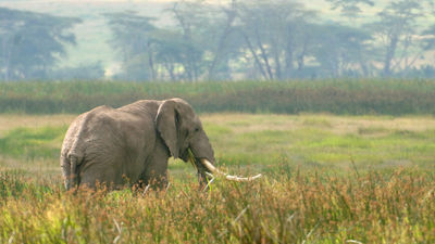 An elephant in the Ngorongoro Conservation Area in Tanzania.