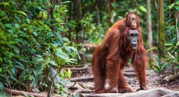 The new Borneo expedition from Contiki gives guests a chance to see orangutans.