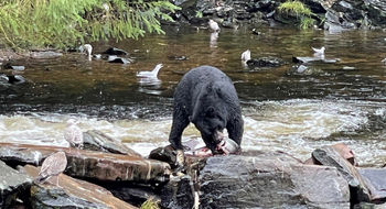 A black bear feeding on a salmon at Neet’s Bay north of Ketchikan.