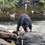 Crashing a bears' buffet on an Alaska excursion