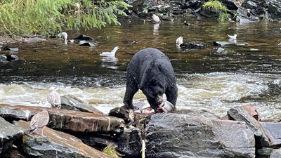 A black bear feeding on a salmon at Neet’s Bay north of Ketchikan.