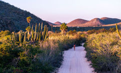 The Los Cabos Tourism Board has launched a new digital platform designed to enhance trip planning for both travelers and travel advisors.