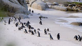 A highlight of the new National Geographic Expeditions tour is spotting endangered penguins at South Africa's Boulder Beach.