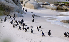 A highlight of the new National Geographic Expeditions tour is spotting endangered penguins at South Africa's Boulder Beach.