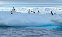 Chinstrap penguins loiter on an iceberg during an Antarctic cruise with Quark Expeditions.