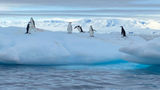 Chinstrap penguins loiter on an iceberg during an Antarctic cruise with Quark Expeditions.