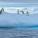 Chinstrap penguins loiter on an iceberg during an Antarctic cruise with Quark Expeditions.