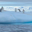 Chinstrap penguins loiter on an iceberg during an Antarctic cruise with Quark Expeditions.