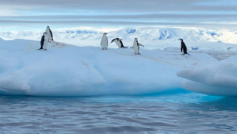 Chinstrap penguins loiter on an iceberg during an Antarctic cruise with Quark Expeditions.