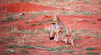 The Cape fox, one of Tswalu's "Secret Seven," is rarely seen on traditional safaris.