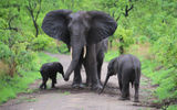 Seeing the Big Five in Malawi